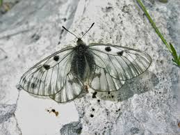 Attēlu rezultāti vaicājumam “Parnassius mnemosyne underside”