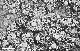 Attēlu rezultāti vaicājumam “Candelariella sp.”