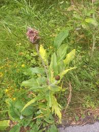 Attēlu rezultāti vaicājumam “Cirsium heterophyllum flower”