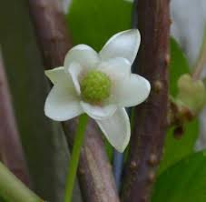 Attēlu rezultāti vaicājumam “Schisandra chinensis flower”