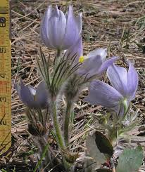 Image result for Pulsatilla