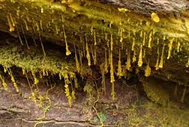 Attēlu rezultāti vaicājumam “Badhamia nitens spores”