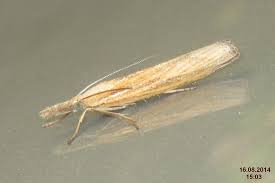 Attēlu rezultāti vaicājumam “Agriphila tristella”