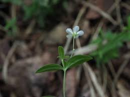 Attēlu rezultāti vaicājumam “Moehringia lateriflora flower”