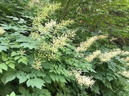 Image result for Aruncus dioicus