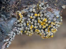 Attēlu rezultāti vaicājumam “Perichaena corticalis macro”