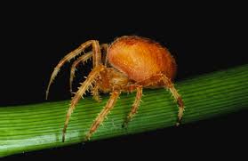 Attēlu rezultāti vaicājumam “Araneus quadratus female”