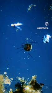 Attēlu rezultāti vaicājumam “Hydrachna”