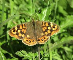 Attēlu rezultāti vaicājumam “Pararge aegeria upperside”