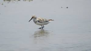 Attēlu rezultāti vaicājumam “Calidris falcinellus adult”