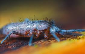 Attēlu rezultāti vaicājumam “Orchesella flavescens”