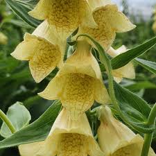 Image result for Digitalis grandiflora