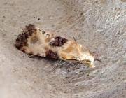 Attēlu rezultāti vaicājumam “Eupoecilia angustana”