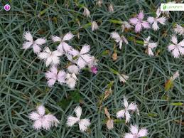 Attēlu rezultāti vaicājumam “Dianthus arenarius leaf”