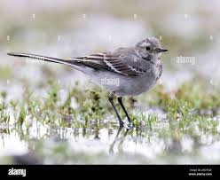 Attēlu rezultāti vaicājumam “Motacilla alba juvenile”