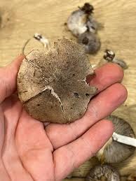 Attēlu rezultāti vaicājumam “Rhizopogon luteolus”