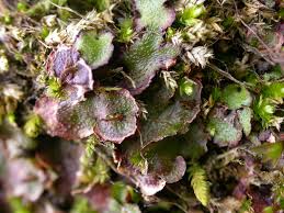 Attēlu rezultāti vaicājumam “Preissia quadrata”