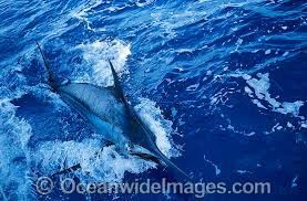 Image result for Makaira mazara