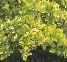 Attēlu rezultāti vaicājumam “Alnus glutinosa leaf”