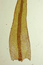 Attēlu rezultāti vaicājumam “Didymodon rigidulus”