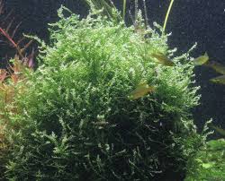 Attēlu rezultāti vaicājumam “Leptodictyum riparium”