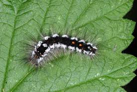 Attēlu rezultāti vaicājumam “Euproctis similis”