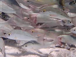 Image result for Lutjanus mahogoni