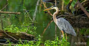 Image result for heron