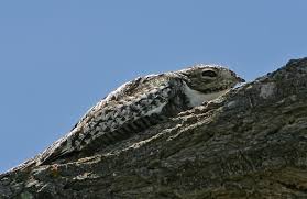 Image result for Chordeiles minor