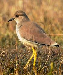 Image result for Vanellus leucurus