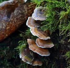 Attēlu rezultāti vaicājumam “Trametes ochracea”
