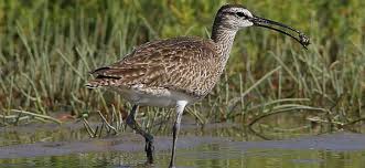 Image result for Numenius borealis