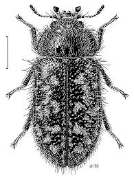 Attēlu rezultāti vaicājumam “Trogossitidae”