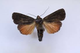 Attēlu rezultāti vaicājumam “Amphipyra livida”