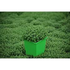 Attēlu rezultāti vaicājumam “Sedum sexangulare”