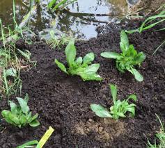 Attēlu rezultāti vaicājumam “Calystegia inflata”