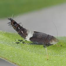 Attēlu rezultāti vaicājumam “Macrosteles nymph”