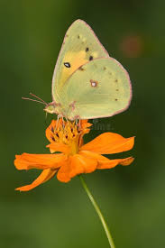 Attēlu rezultāti vaicājumam “Colias palaeno upperside”