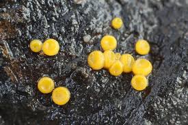 Attēlu rezultāti vaicājumam “Miladina lecithina”