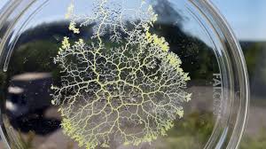 Attēlu rezultāti vaicājumam “Physarum daamsii”