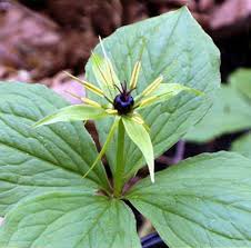 Attēlu rezultāti vaicājumam “Paris quadrifolia”