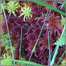 Attēlu rezultāti vaicājumam “Sphagnum rubellum”
