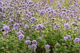 Attēlu rezultāti vaicājumam “Origanum vulgare”