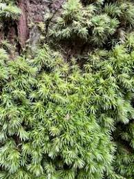 Attēlu rezultāti vaicājumam “Leucobryum juniperoideum”