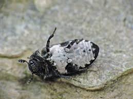 Attēlu rezultāti vaicājumam “Dermestes murinus”