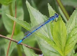 Attēlu rezultāti vaicājumam “Coenagrion puella male”