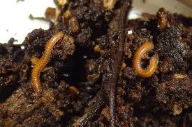 Attēlu rezultāti vaicājumam “Polyzonium germanicum”