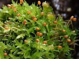 Attēlu rezultāti vaicājumam “Rhabdoweisia fugax”