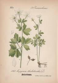 Attēlu rezultāti vaicājumam “Isopyrum thalictroides flower”