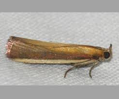 Attēlu rezultāti vaicājumam “Oncocera semirubella”